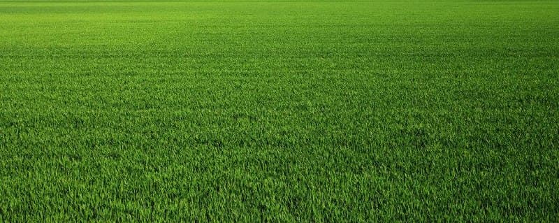 Приклад роботи GREEN GRASS 5